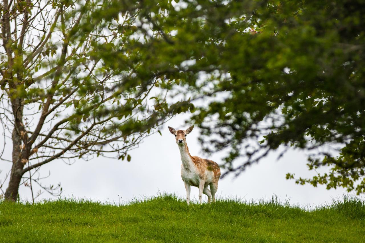 Clover Downs Homestead Rotorua Bagian luar foto