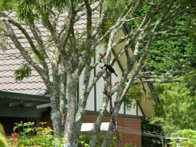 Clover Downs Homestead Rotorua Bagian luar foto
